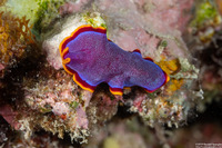 Pseudoceros ferrugineus (Fuchsia Flatworm)
