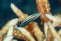 Labropsis xanthonota (Wedge-Tailed Wrasse)