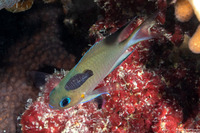 Anilocra sp.1 (Parasitic Isopod)