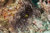Heteractis malu (Delicate Sea Anemone)