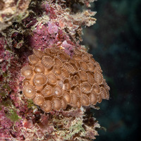 Palythoa tuberculosa (Sea Mat Zoanthid)