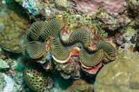Tridacna crocea (Boring Giant Clam)