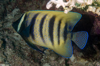 Pomacanthus sexstriatus (Six-Banded Angelfish)