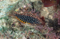 Macropharyngodon meleagris (Leopard Wrasse)