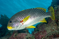 Plectorhinchus lineatus (Diagonal-Banded Sweetlips)