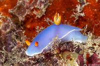 Hypselodoris bullockii (Bullock's Hypselodoris)