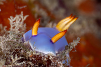 Hypselodoris bullockii (Bullock's Hypselodoris)
