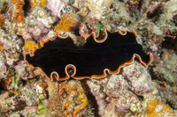 Pseudobiceros hancockanus (Hancock's Flatworm)