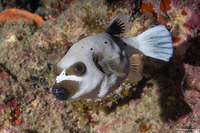 Arothron nigropunctatus (Blackspotted Puffer)