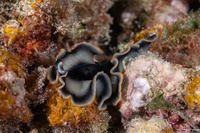 Pseudobiceros sp.2 (Pseudobiceros sp.2)