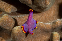 Pseudoceros ferrugineus (Fuchsia Flatworm)