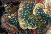 Mycedium elephantotus (Green Eyed Cup Coral)