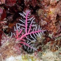 Stylaster gracilis (Pink Lace Coral)
