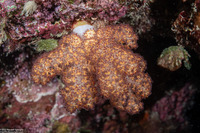 Dendronephthya sp.1 (Dendronephthya)