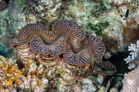 Tridacna crocea (Boring Giant Clam)