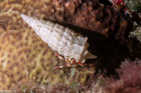 Calcinus lineapropodus (Striped Leg Hermit Crab)