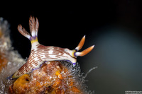Nembrotha lineolata (Lined Nembrotha)