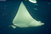 Aetobatus ocellatus (Ocellated Eagle Ray)
