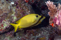 Siganus corallinus (Coral Rabbitfish)