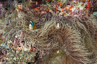 Amphiprion akindynos (Barrier Reef Anemonefish)