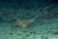 Neotrygon kuhlii (Blue-Spotted Stingray)