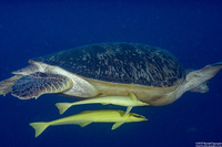 Echeneis naucrates (Sharksucker)