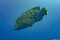 Cheilinus undulatus (Humphead Wrasse)