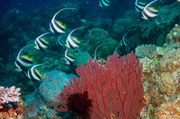 Heniochus diphreutes (Schooling Bannerfish)