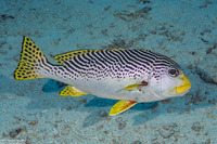 Plectorhinchus lineatus (Diagonal-Banded Sweetlips)