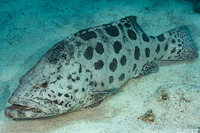 Epinephelus tukula (Potato Grouper)