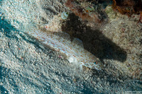 Istigobius rigilius (Orangespotted Sandgoby)