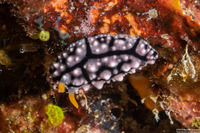 Phyllidia elegans (Elegant Phyllidia)