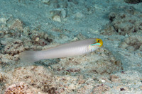Valenciennea strigata (Bluestreak Goby)