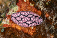Phyllidiella cf. annulata (H-Mark Phyllidiella)