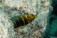 Hemigymnus fasciatus (Barred Thicklip)