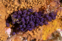 Clavelina sp.6 (Clavelina sp.6)