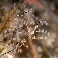 Pennaria disticha (Christmas Tree Hydroid)