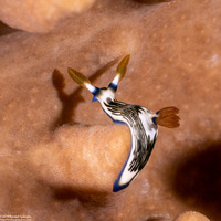 Nembrotha lineolata (Lined Nembrotha)