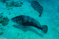 Epinephelus tukula (Potato Grouper)