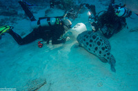 Epinephelus tukula (Potato Grouper)