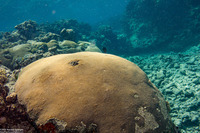 Diploastrea heliopora (Honeycomb Coral)