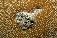 Tridacna crocea (Boring Giant Clam)