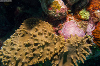 Sinularia sp.1 (Leather Coral)