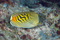 Chaetodon pelewensis (Dot & Dash Butterflyfish)