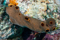 Lissoclinum japonicum (Lissoclinum japonicum)