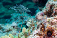 Macrorhynchia philippina (Philippine Hydroid)