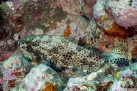 Epinephelus howlandi (Blacksaddle Grouper)