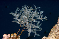 Macrorhynchia philippina (Philippine Hydroid)