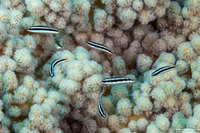 Thalassoma amblycephalum (Bluntheaded Wrasse)