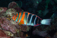 Choerodon fasciatus (Harlequin Tuskfish)